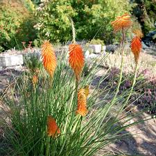 Image result for Kniphofia grantii
