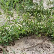 Image result for Dyschoriste tanganyikensis