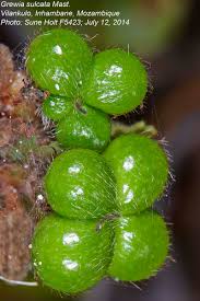 Image result for Grewia sulcata