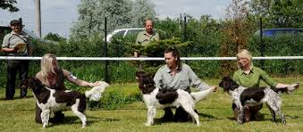 Image result for Malý münsterlandský ohař