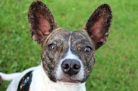 See more ideas about pitbull chihuahua mix, chihuahua, chihuahua mix. I2yy31vyjxnkum