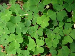 Der weißklee (trifolium pratense) ist das häufigste unkraut auf rasenflächen. Klee Im Rasen Entfernen Aber Wie Garden Blog