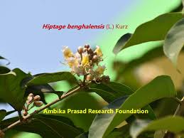 Image result for Hiptage benghalensis