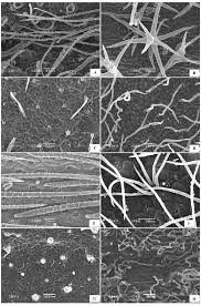 Image result for Zygophyllum leucocladum