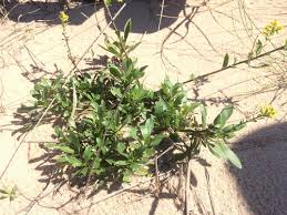 Image result for Solidago simplex