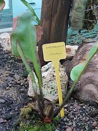 Image result for Elaphoglossum kivuense