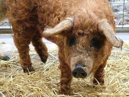 Sorici' rasa de porci mangalita pre$inta cinci )arietati de culoare0 rosie neagra cu abdomen de randunica lupie 8baris9 si blonda'. Porcul MangaliÅ£a O PiaÅ£Ä PierdutÄ De Romani Si CastigatÄ De Unguri