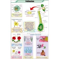 Reproduction In Plants Chart India Reproduction In Plants