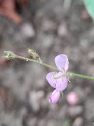 Image result for Desmodium scorpiurus
