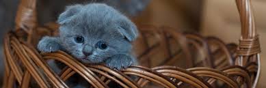 I have been thinking about rehoming a house cat since i moved into my flat 18 months ago. Pet Adoption Dubai Pet Rescue Shelters In Dubai Waggybond Com