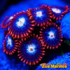 43 best zoa garden images pisces coral frags corals