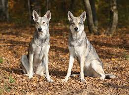 Wolfhund — wolfshund beziehungsweise wolfhund tragen folgende hunderassen in ihrem namen: Saarloos Wolfhund Im Rasseportrait Zooroyal Magazin