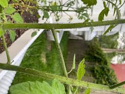 Image result for BLACKFLY ON TOMATO PLANTS