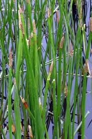 Image result for Eleocharis caduca