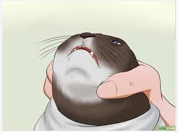 Pick up cat and cradle it in the crook of your left arm as if holding a baby. Insane Wikihow Art Of How To Give A Cat A Pill Album On Imgur