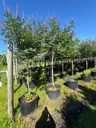 Image result for Vitex