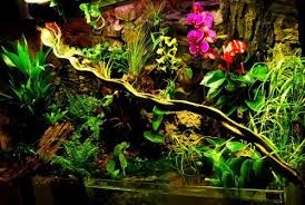 Information On Paludarium Flora Fauna Equipment Maintenance And More Paludariums Net Tropical Terrariums Terrarium Plants For Sale Vivarium