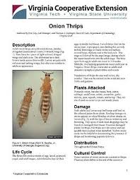 Image result for Onion Thrips