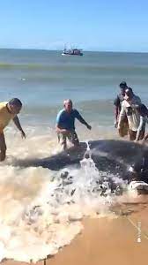 Giant Ray Needed All The Help