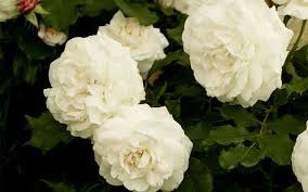 Little white flowers with roses. The 14 Best Pure And Beautiful White Rose Varieties