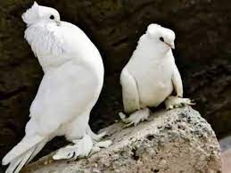 اجمل انواع الحمام بالصور والاسم animals bird pigeon