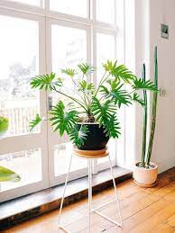 Jul 04, 2013 · philodendron xanadu are a philodendron, which is a genus of plants that can't really support themselves, so they have roots to do that for them. How To Take Care Of A Philodendron Xanadu The Lush Leafy Plant You Need