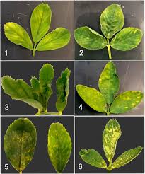 Image result for Alfalfa mosaic virus