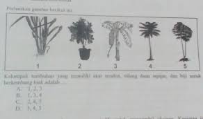 Contoh tumbuhan akar tunjang ialah Perhatikan Gambar Kelompok Tumbuhan Yang Memiliki Akar Serabut Tulang Daun Sejajar Dan Biji Untuk Brainly Co Id