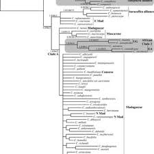 Image result for Empogona cacondensis
