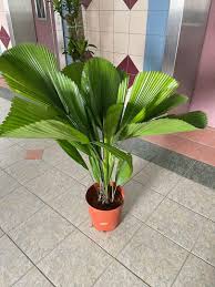 Maybe you would like to learn more about one of these? Flash Sale Licuala Grandis Palm Plants 3ft Tall 90cm Height Feel The Resort At Home With This Plant Last Pot Grab Now Till Have Gardening Plants On Carousell