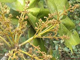 Image result for Sterculia subviolacea