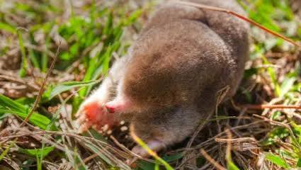 Eastern Mole | Oklahoma Department of Wildlife Conservation