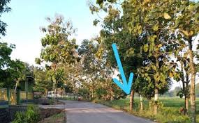 Tanda berikutnya adalah di rumah sering tercium aroma busuk seperti bangkai. Tak Disangka Ini Tanda Tanda Rumah Dihuni Makhluk Halus Versi Indigo