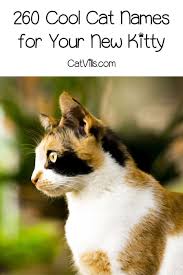 Maybe you would like to learn more about one of these? 260 Cool Cat Names Kitty Is So Passe