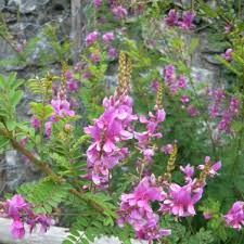 Image result for Indigofera dendroides