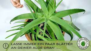 Wenn du noch mehrere aloe pflanzen züchten möchtest, lasse die ableger bis zu 20 cm wachsen. Aloe Vera Richtig Pflegen Damit Du Immer Frisches Gel Hast