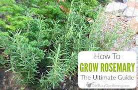 We did not find results for: How To Grow Rosemary The Ultimate Guide In 2020 Growing Rosemary Rosemary Plant Care Rosemary Plant