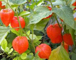Pin By Laurie Southard On Flores De Todo Colores Chinese Lanterns Physalis Planting Vegetables