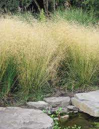 Image result for Deschampsia