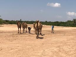 And you thought captain crunch made your mouth sore. Where Camels Walk On Water