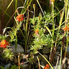 Image result for Tagetes patula