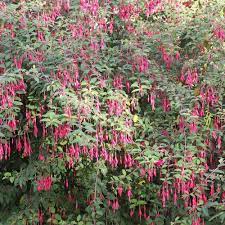 We did not find results for: Hardy Fuchsia Shrubs Fuchsia Magellanica