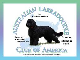 Labradoodle puppies f1b gorgeous top quality chocolate and also jet labradoodle dreams jenny sennett livonia mi 48154 phone: Monarch Australian Labradoodles Your New Best Friend Is Here