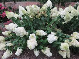 Image result for Gaertnera paniculata