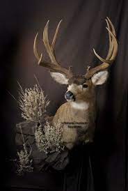 Featuring the broad shoulders and head in full detail, including spread antlers. Pin By Amanda West On Mule Deer Mounts Mule Deer Animal Taxidermy Mule Deer Mounts