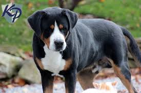 Calypso greater swiss mountain dogs. Puppy Finder Find Buy A Dog Today By Using Our Petfinder Swiss Mountain Dogs Greater Swiss Mountain Dog Puppies