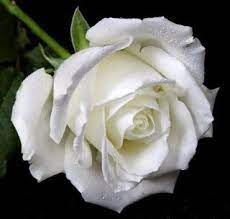 The white rose, for example, is so different from the red rose. Romantic Flowers White Rose Meaning White Roses Rose Meaning White Rose Flower