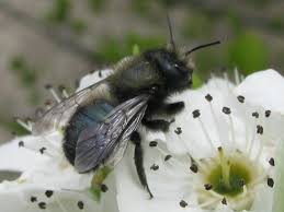 Providing plants for bees, butterflies, and other pollinators is something many gardeners strive to do. Guest Post Everything You Need To Know About Orchard Mason Bees Whole Fed Homestead