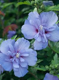 Image result for Hibiscus schinzii