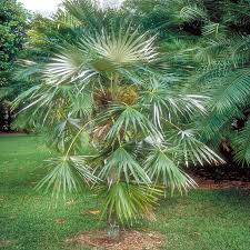 Image result for Coccothrinax